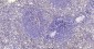 PCNA Recombinant Rabbit mAb, Nuclear Loading Control